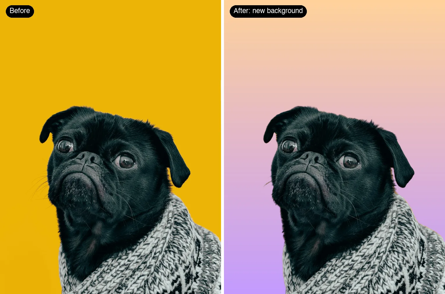 Black pug in a knitted scarf on a yellow background, and the same pug cut out and placed on a peach-to-lavender gradient
